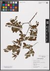 Foto von Salix aurita L. x Salix myrtilloides L.